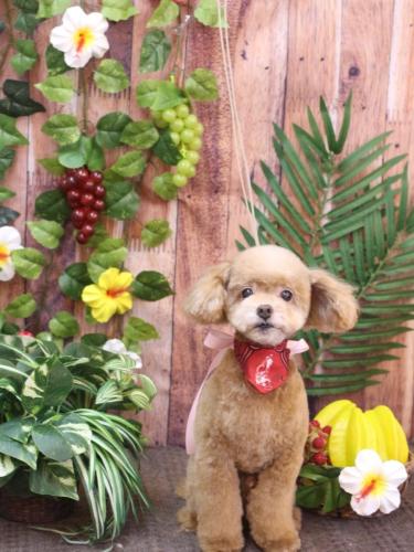 20230810モカくん